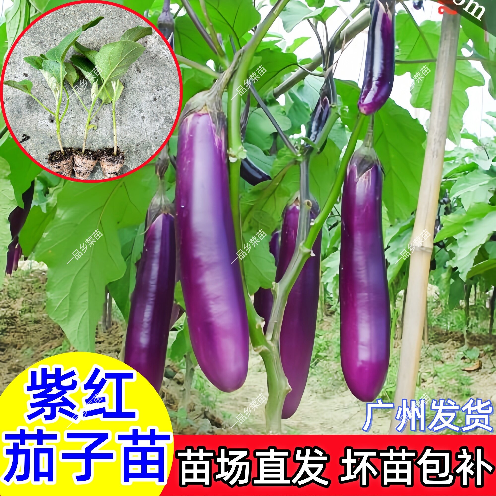紫长茄秧苗茄子苗带土嫁接老品种黑紫茄杭茄种籽子春季蔬菜苗大全 - 实物图