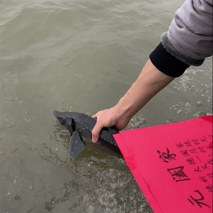 螺蛳泥鳅鱼类鲤鱼鲫鱼锦鲤红鲤鱼淡水鱼