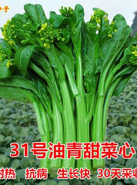31号油青甜菜心早熟广东油菜种子