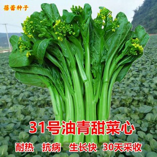 耐热31号油青甜菜心种子早熟广东油菜种籽南方四季 青菜阳台蔬菜孑