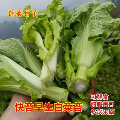 早生白菜苔种子籽高产快大白菜心种秋冬季蔬菜孑四季阳台菜园青菜