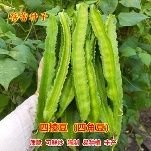 四棱豆种子海南四角豆种籽春秋四季蔬菜菜籽孑爬藤龙豆皇帝豆种籽