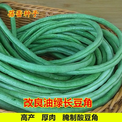 改良油绿长豆角春秋季厚肉长豆角