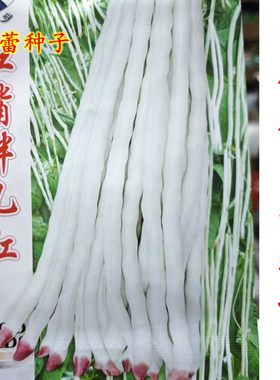 红嘴胖儿豇种子厚肉白豆角高产架豆珠仔豆籽耐热春夏秋季蔬菜种孑