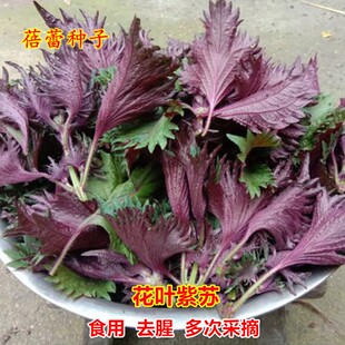 花叶紫苏种子四季香叶回回苏食用沙拉去腥苏叶菜籽阳台蔬菜种籽孑