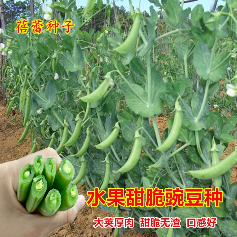 水果甜脆豌豆种子专门吃壳厚肉甜豆菜豆荷兰豆种籽秋冬季蔬菜种孑