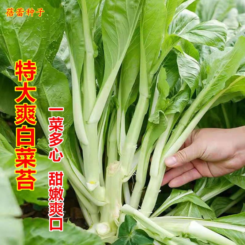 白菜苔种子秋季播多枝多笋白菜心菜薹籽农家盆栽蔬菜种孑四季青菜