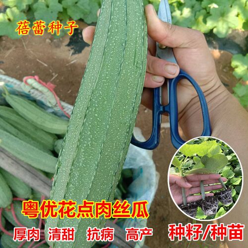 粤优花点大肉丝瓜种子香甜棱角丝瓜肉瓜春秋季播攀爬蔬菜种籽孑