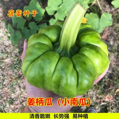 姜柄瓜种子迷你姜饼瓜绿面小南瓜种籽春秋季播磨盘瓜菜园蔬菜种孑