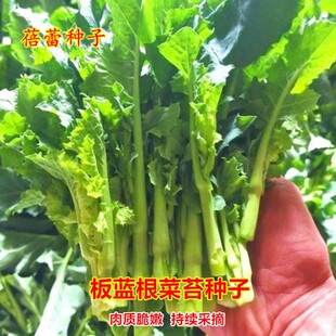 板蓝根青菜苔种子甜脆菜苔籽种农家菜园板蓝根小青菜四季蔬菜种孑
