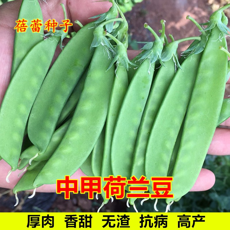 中甲荷兰豆种子秋季高产豌豆肉豆