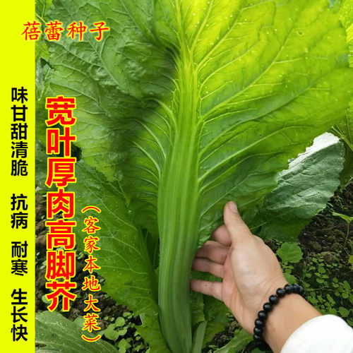 大叶芥菜种籽酸菜种宽叶厚肉芥菜种子秋季种植农家青菜籽蔬菜种孑 - 封面