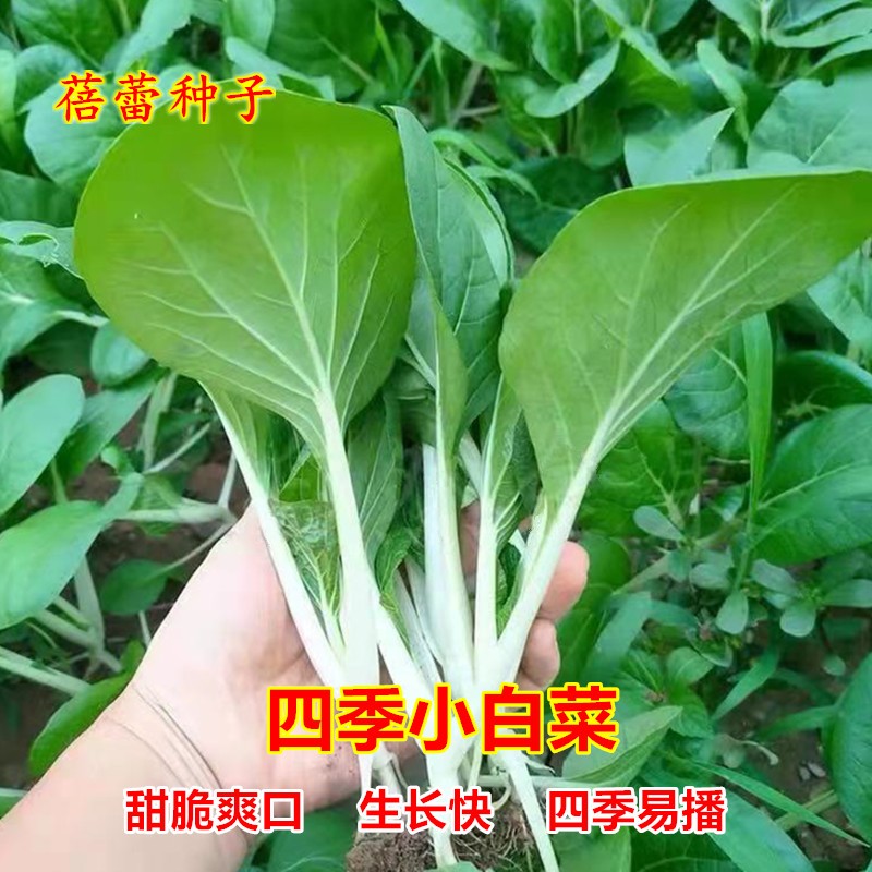 四季小白菜种子耐热农家甜脆青菜