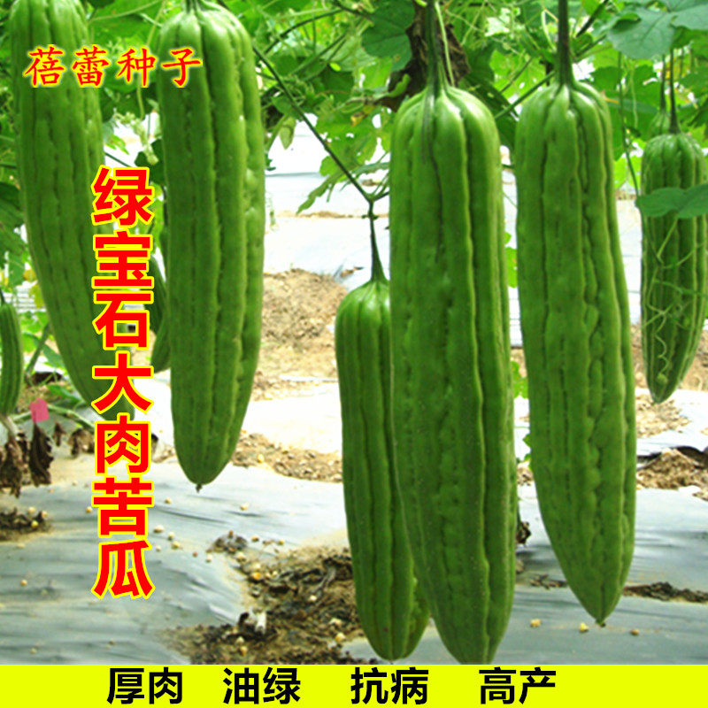 绿宝石苦瓜种子厚肉高产长绿大肉凉瓜种籽春秋季菜园瓜果蔬菜种孑