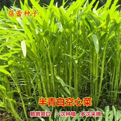 半青白柳叶空心菜种子四季蔬菜