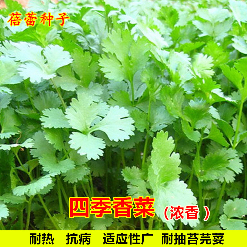 四季香菜种子大小叶菜园香菜籽