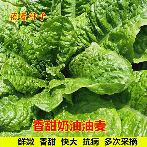 奶油油麦菜种子圆叶香甜四季菜籽