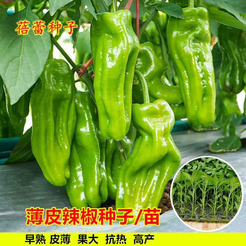 薄皮辣椒种子微辣高产皱皮泡椒辣椒种籽春秋四季大田菜园蔬菜种孑
