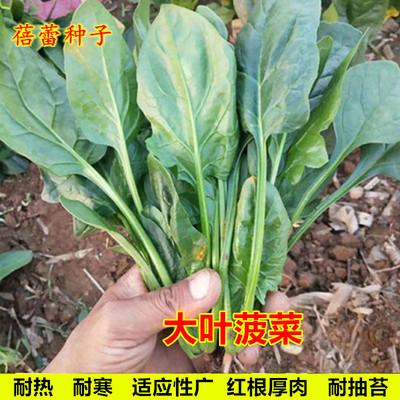 大叶菠菜种子四季蔬菜籽厚肉红根