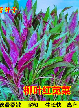 柳叶红苋菜种子尖叶汗菜四季青菜