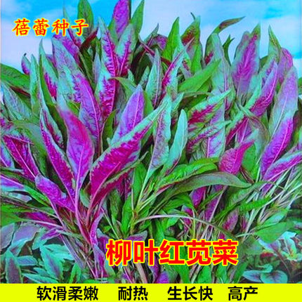柳叶红苋菜种子尖叶汉菜汗菜种籽儿童保健青菜春秋四季蔬菜种孑籽