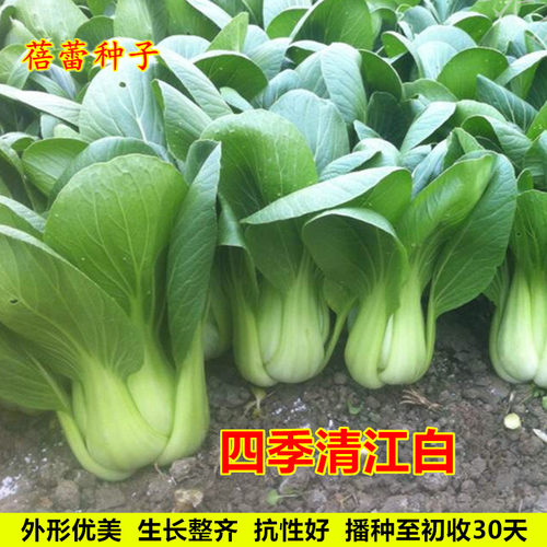 清江白小白菜种子四季上海青梗菜种籽农家青菜春秋季耐寒蔬菜种孑