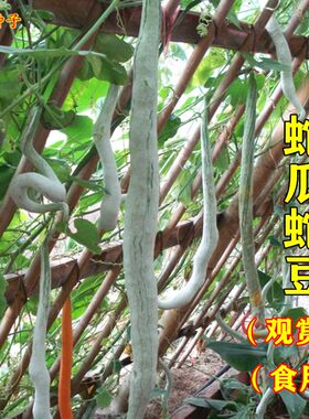 蛇瓜种子特大长丝瓜砍瓜观赏食用蛇豆角种籽春夏秋季播蔬菜种孑籽