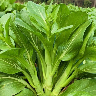 青梗甜菜心种子多笋水果型白菜苔