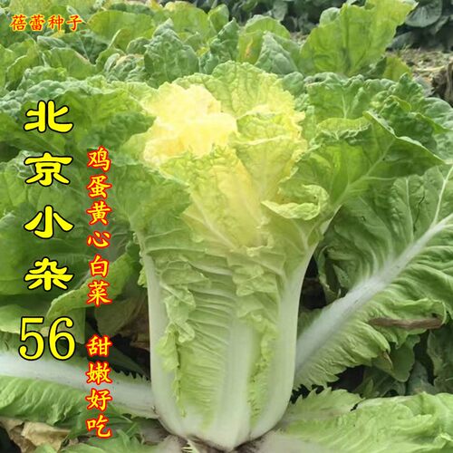 北京小杂56大白菜种子早熟黄心白菜春夏秋冬火锅青菜四季蔬菜种孑