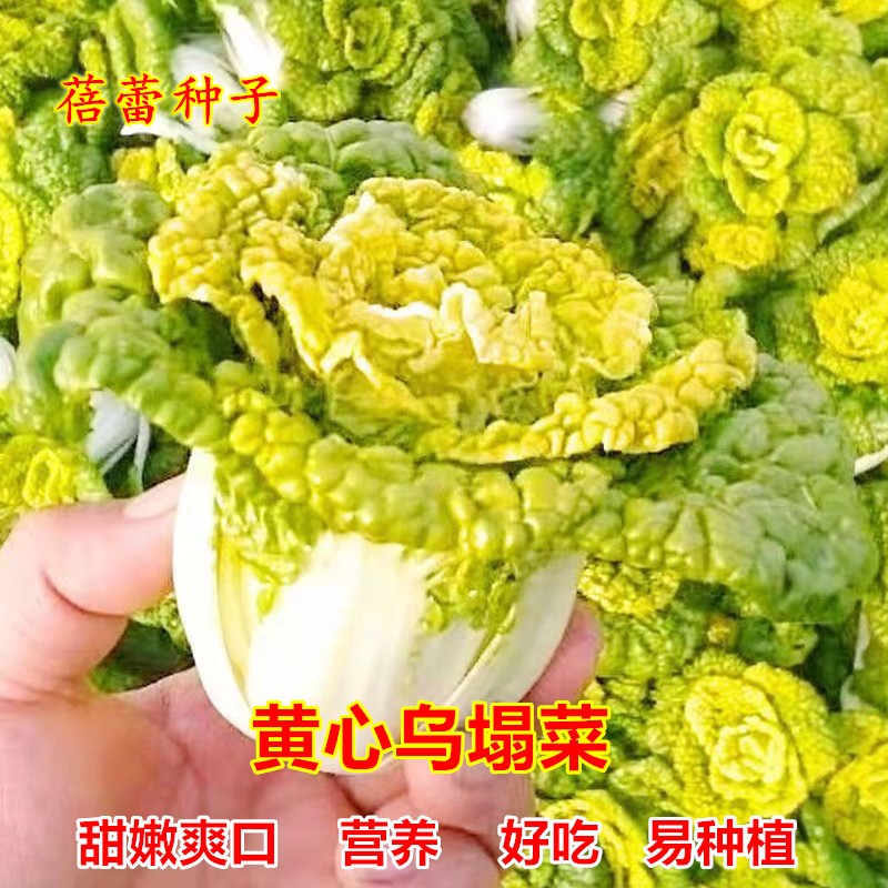 黄心乌塌菜种子四季菊花菜小白菜