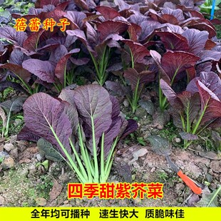 四季甜紫芥菜种子紫色青菜香芥菜耐寒热春菜种籽阳台盆栽蔬菜种孑