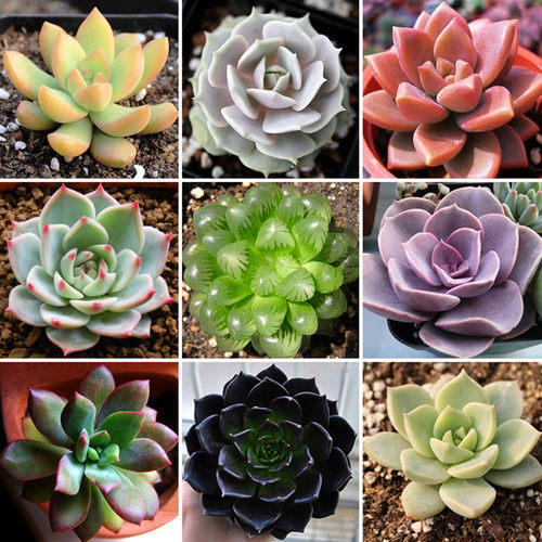 精品多肉套餐带盆土发货