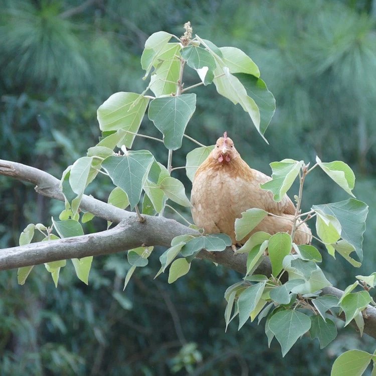 云竹岭高山放养豆蔻小母鸡 净重2斤左右 江浙沪皖顺丰包邮
