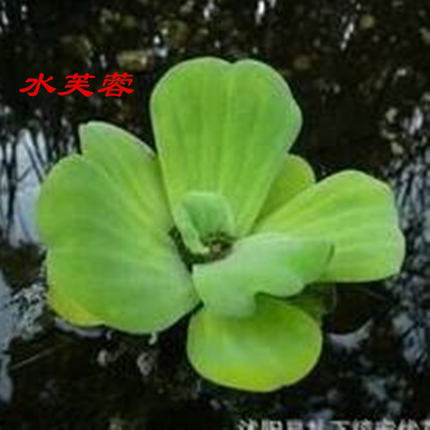 水葫芦浮萍水生植物养鱼养龟鱼缸造景净化水质鱼池水草种子水芙蓉