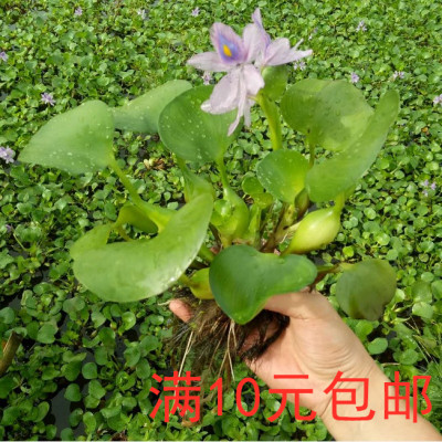 水葫芦水生植物特惠水草种子苗养殖浮萍水培净化水质特价基地直销