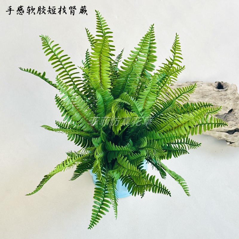 菲菲仿真绿植盆栽蕨类植物蕨草