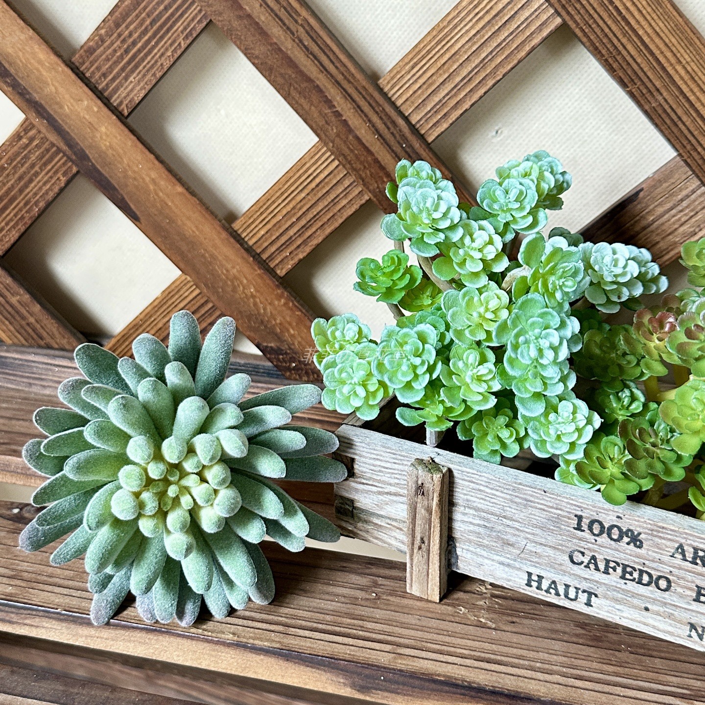 菲菲仿真多肉沙漠绿植空气凤梨