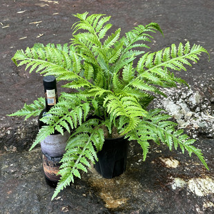 仿真绿植室外防晒抗紫外线 蕨类植物叶子波斯草羊齿蕨凤尾蕨新款