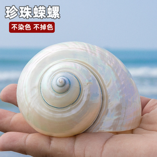 天然海螺贝壳珍珠蝾螺去皮大荧光螺鱼缸水族造景装饰家居摆件装饰