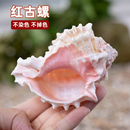 天然海螺大粉红骨螺鱼缸造景寄居蟹卷贝鱼替换壳多肉花盆听海风螺