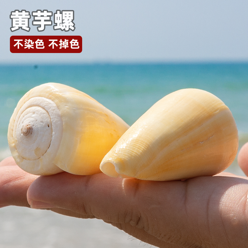 天然海螺贝壳黄芋螺替换壳