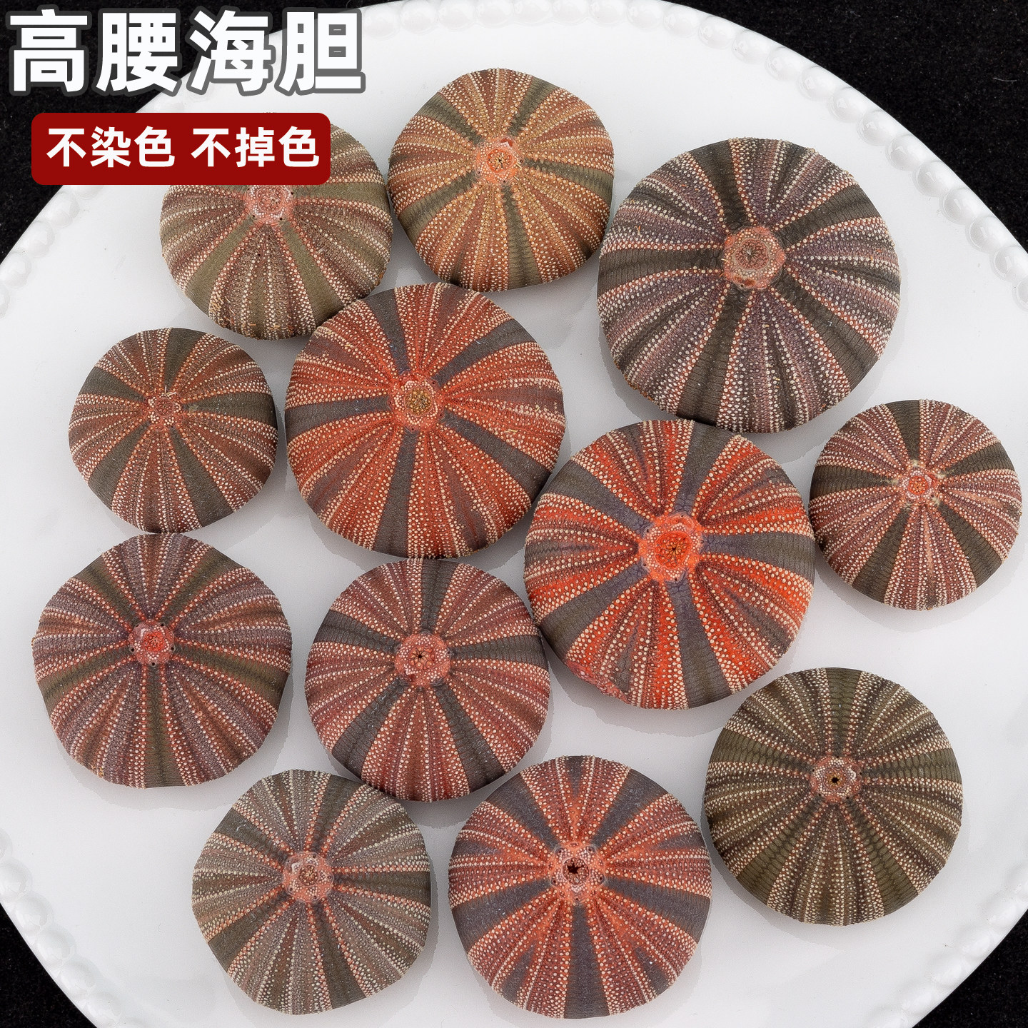 天然海胆壳高腰海胆像框装饰摆件手工DIY配件海洋风饰品