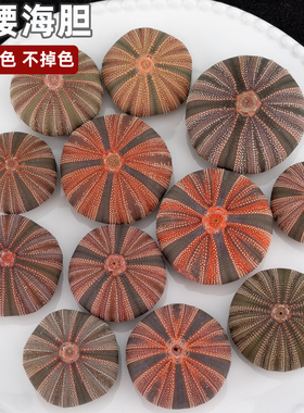 天然海胆壳高腰海胆像框装饰摆件