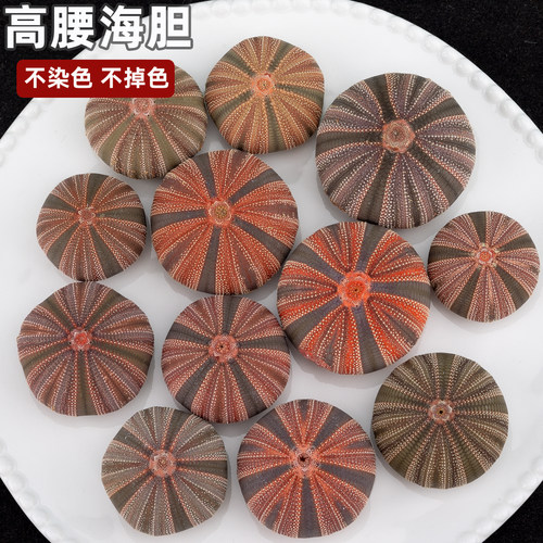 天然海胆壳高腰海胆像框装饰摆件