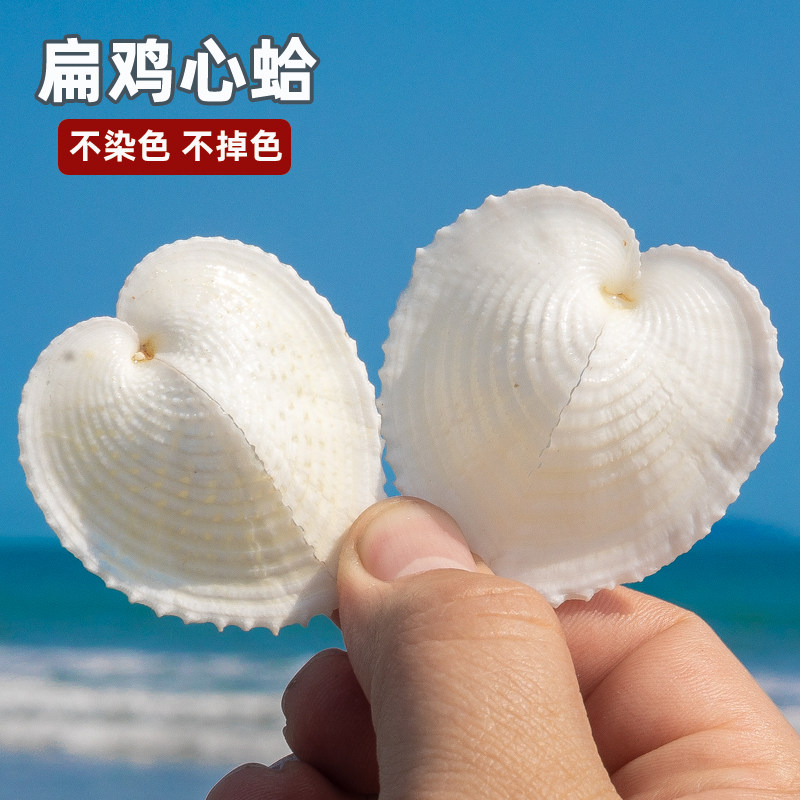 扁鸡心蛤爱心贝油画贝天然贝壳海螺拍照道具创意diy漂流瓶微景观