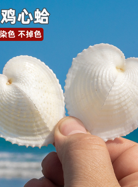 爱心贝油画贝天然贝壳海螺扁鸡心