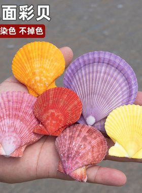 天然海螺贝壳双面彩色贝壳