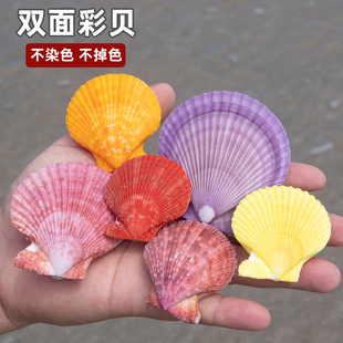 天然海螺贝壳双面彩色贝壳鱼缸造景装 饰品家居摆件收藏彩色扇贝