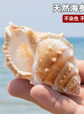 海参螺天然海螺贝壳鱼缸水族造景装饰寄居蟹替换壳儿童科普玩具