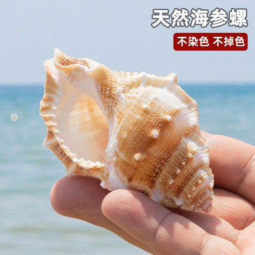 海参螺天然海螺贝壳鱼缸水族造景装饰寄居蟹替换壳儿童科普玩具